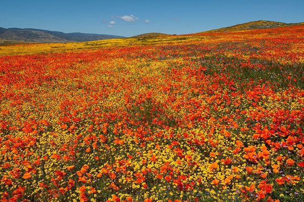 Hillside filled with Goldfields and California poppies near Lancaster and Antelope Valley
